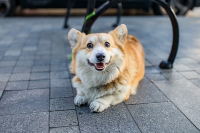 灰色混凝土地板上的棕色和白色科氏犬